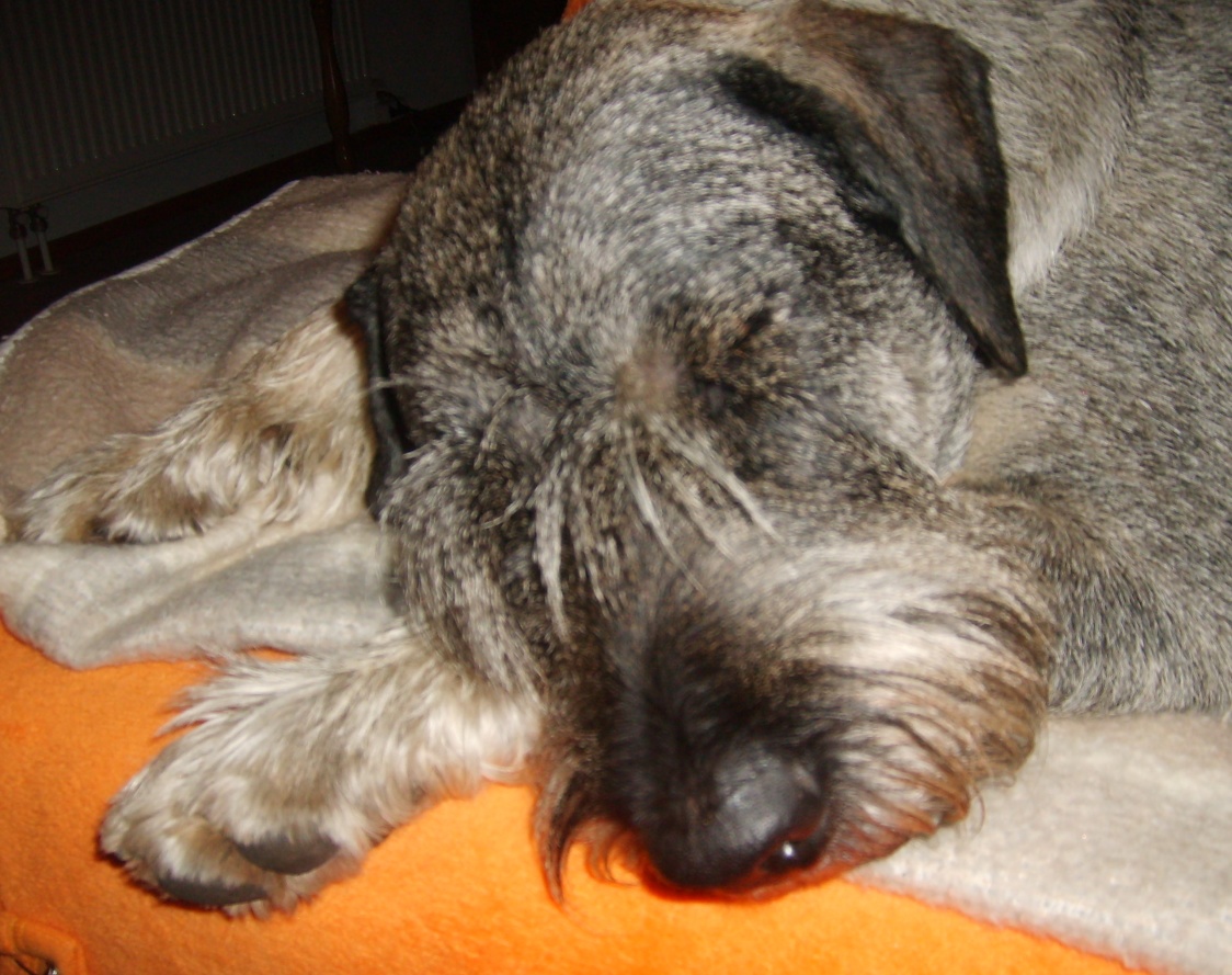 Atlas10,5 Jahre alt