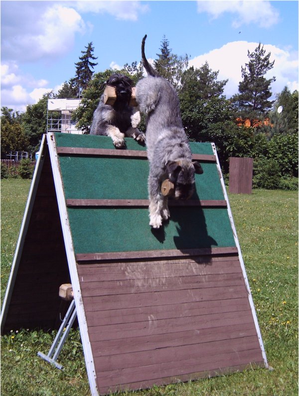Gero und Atlas an der Schr�gwand